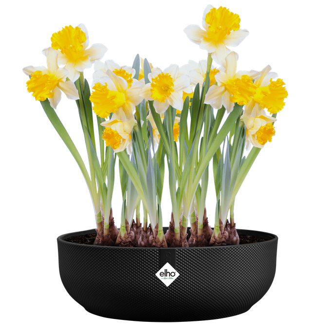 jazz bowl 28cm living noir